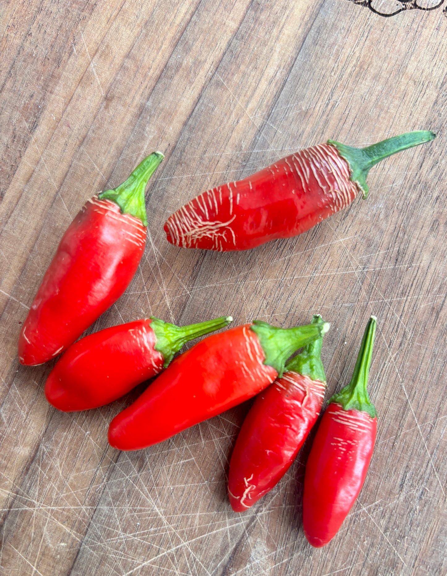 FAT BOTTOM BETTY JALAPENO