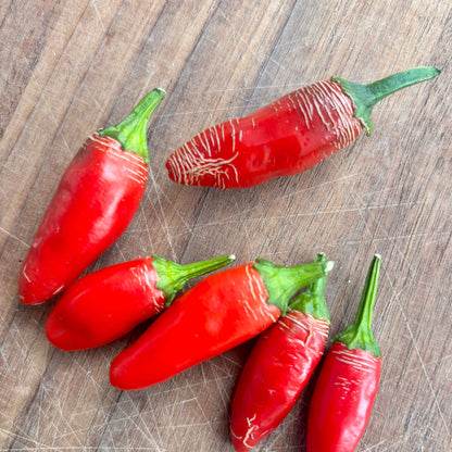 FAT BOTTOM BETTY JALAPENO