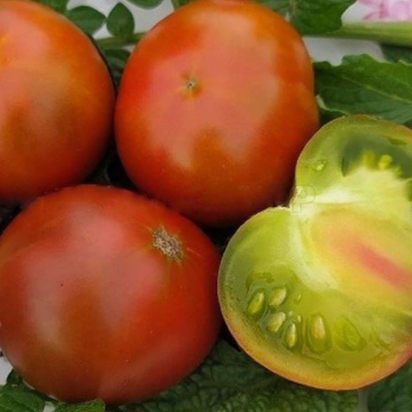COPPERHEAD DWARF TOMATO SEEDS
