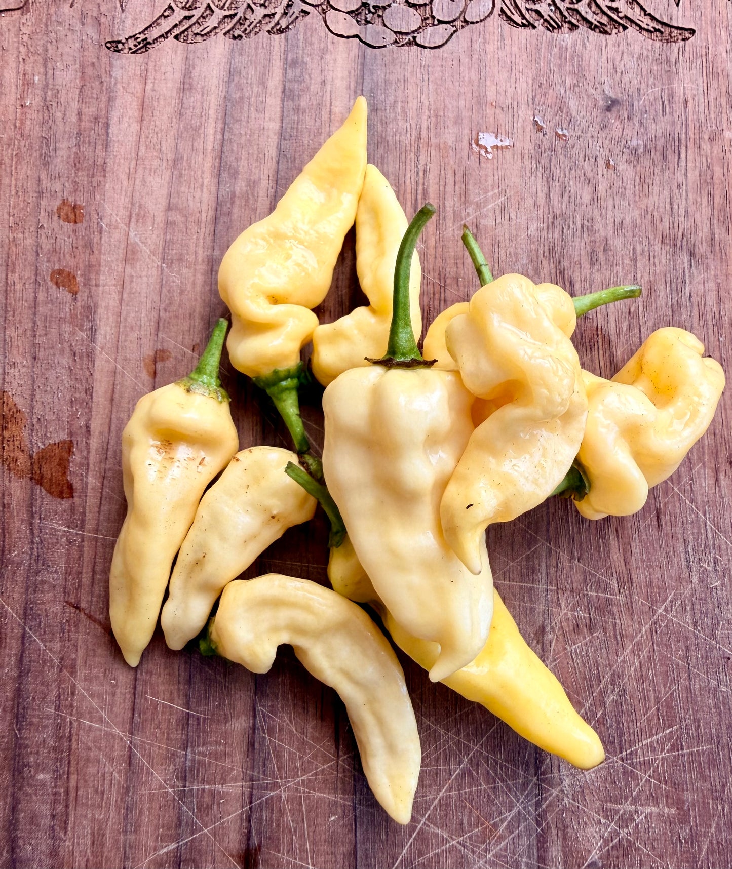 DEVILS TONGUE WHITE PEPPER SEEDS