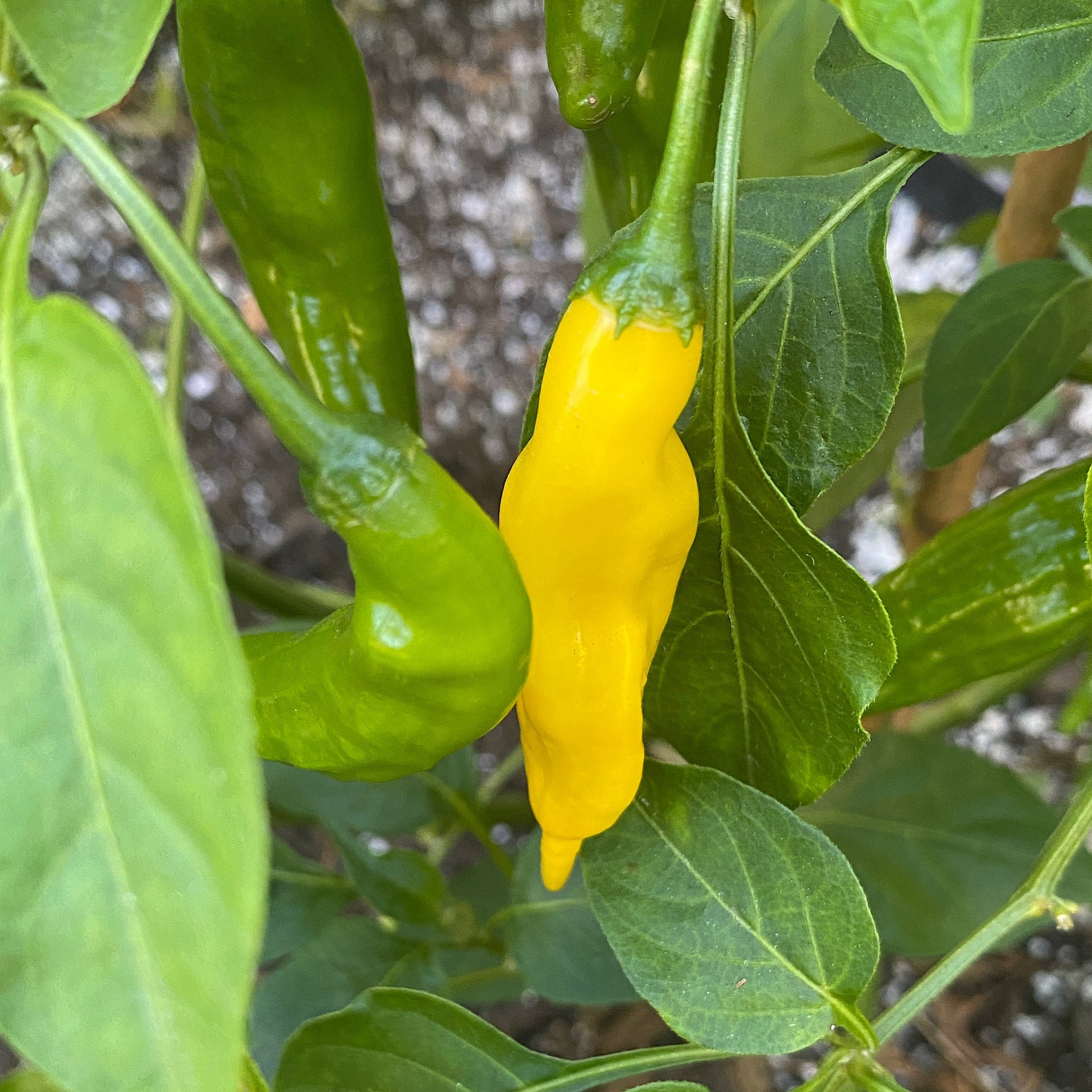 aji pineapple plant size AJI PINEAPPLE PEPPER SEEDS
