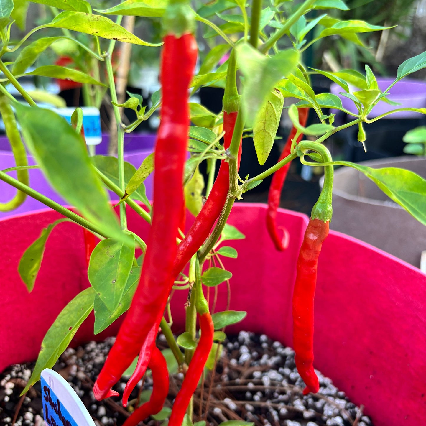 SHUHORN LONGHORN PEPPER SEEDD