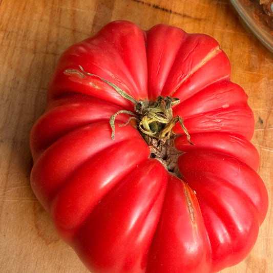 KOZULA 37 TOMATO SEEDS