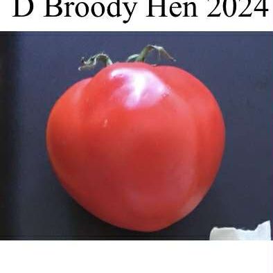 Broody Hen Dwarf Tomato Seeds