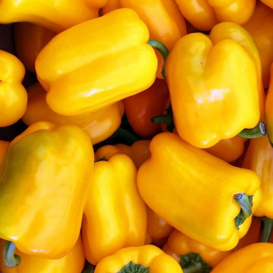 SUNBRIGHT BELL PEPPER SEEDS