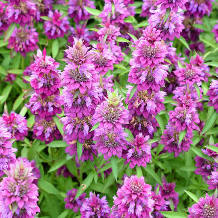 HERB CULINARY COLLECTION OF 10 VARIETIES