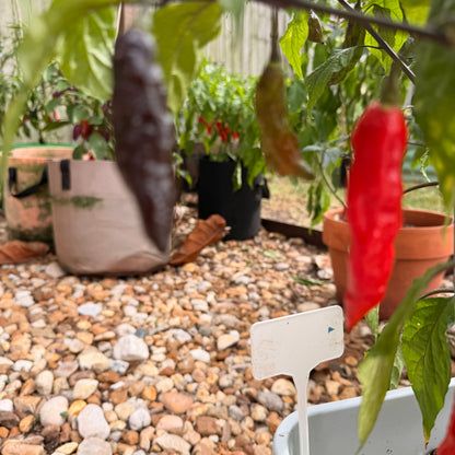 BLACK GHOST PEPPER SEEDS