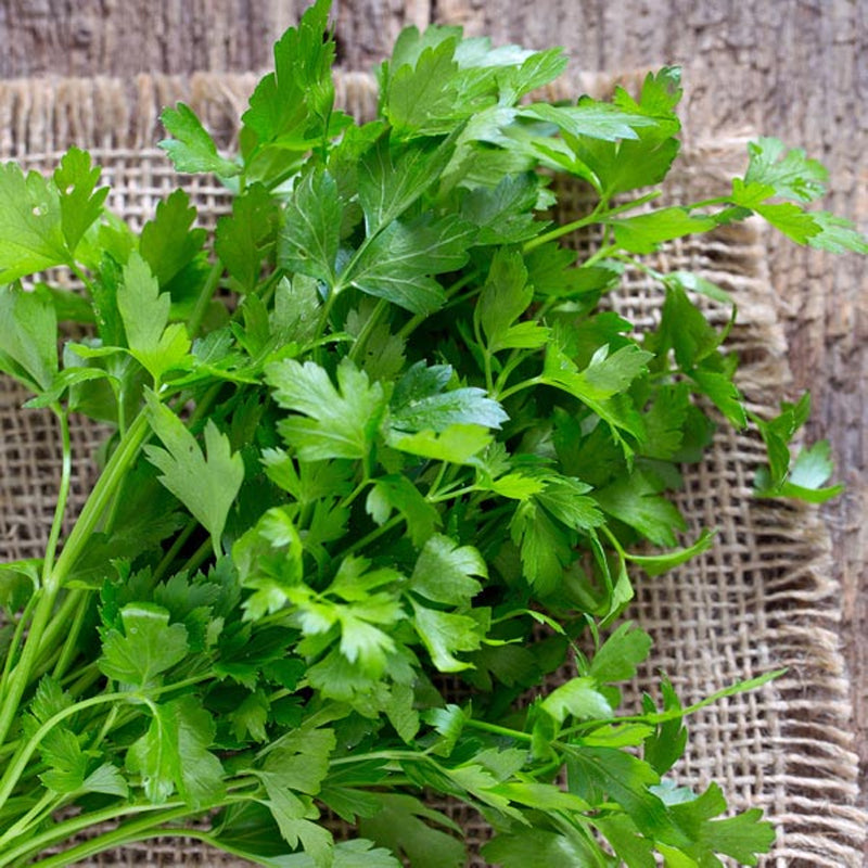 PARSLEY HERB SEEDS DARK GREEN ITALIAN