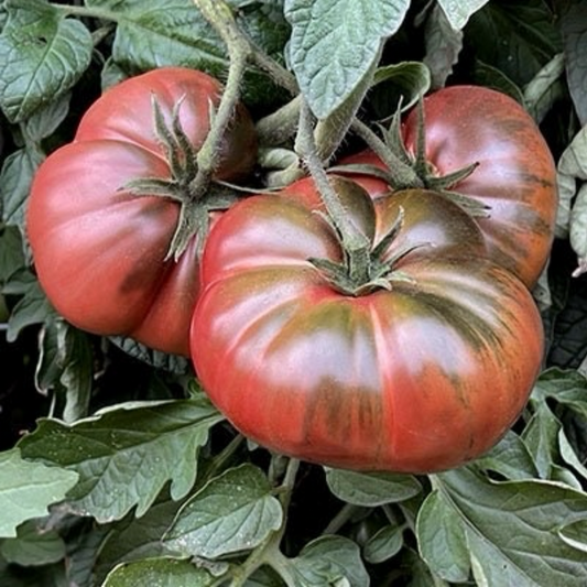 BLACK SEA MAN TOMATO SEEDS