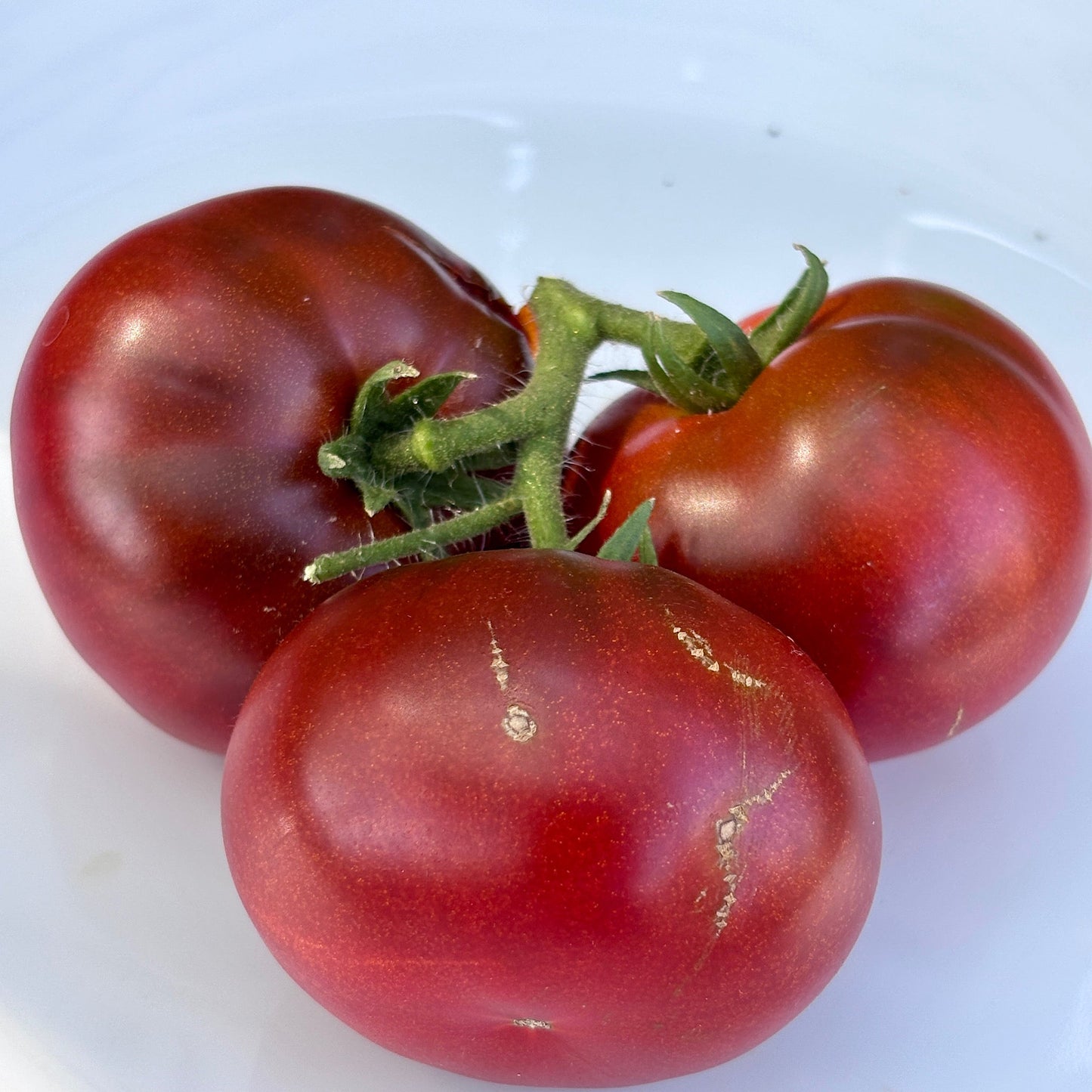 FIREBIRD SWEET DWARF TOMATO SEEDS