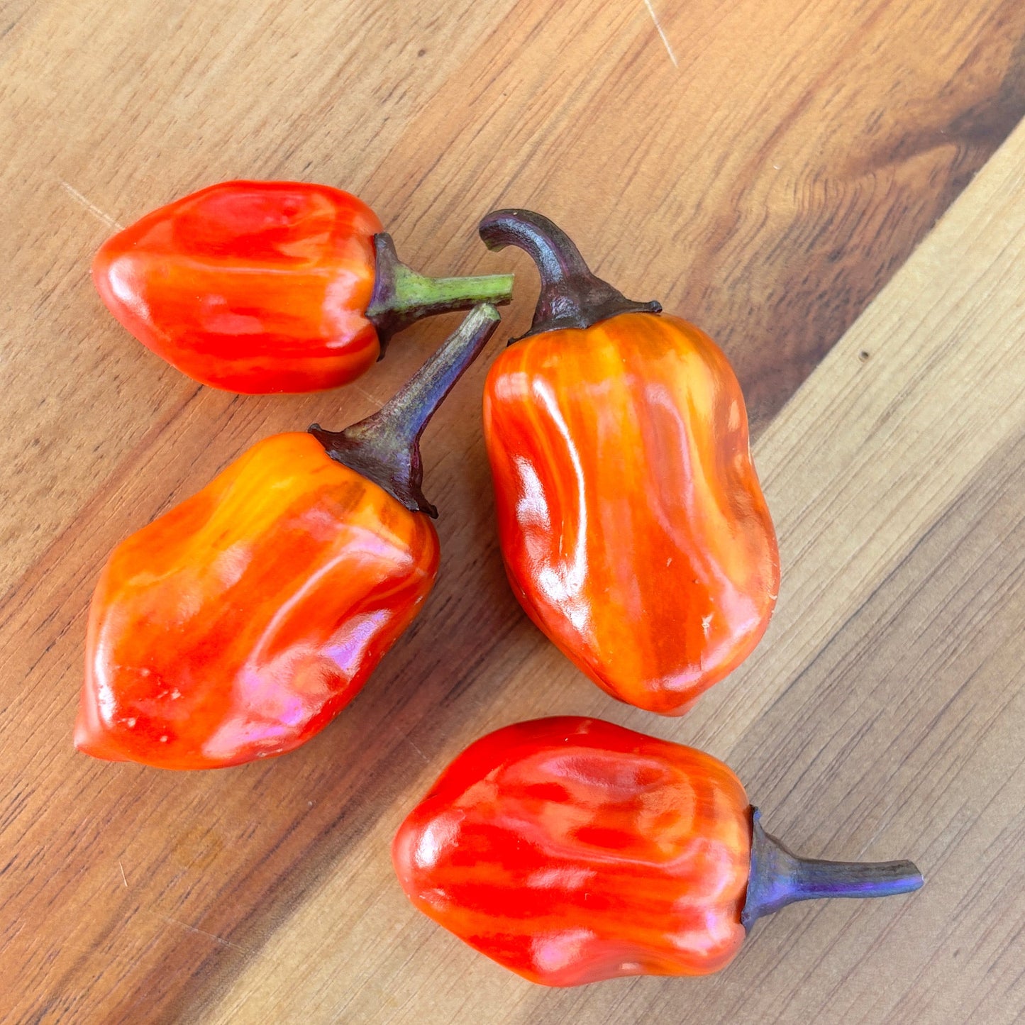 VENEZUELA PURPLE X CANDY CANE CHOCOLATE CHERRY PEPPER SEEDS