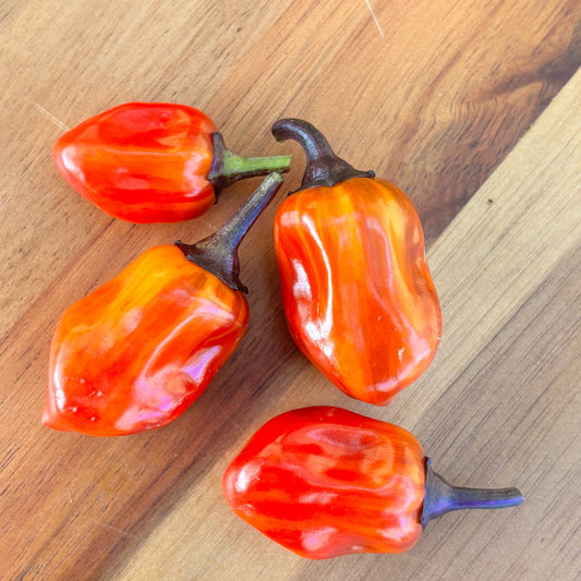 VENEZUELA PURPLE X CANDY CANE CHOCOLATE CHERRY PEPPER SEEDS