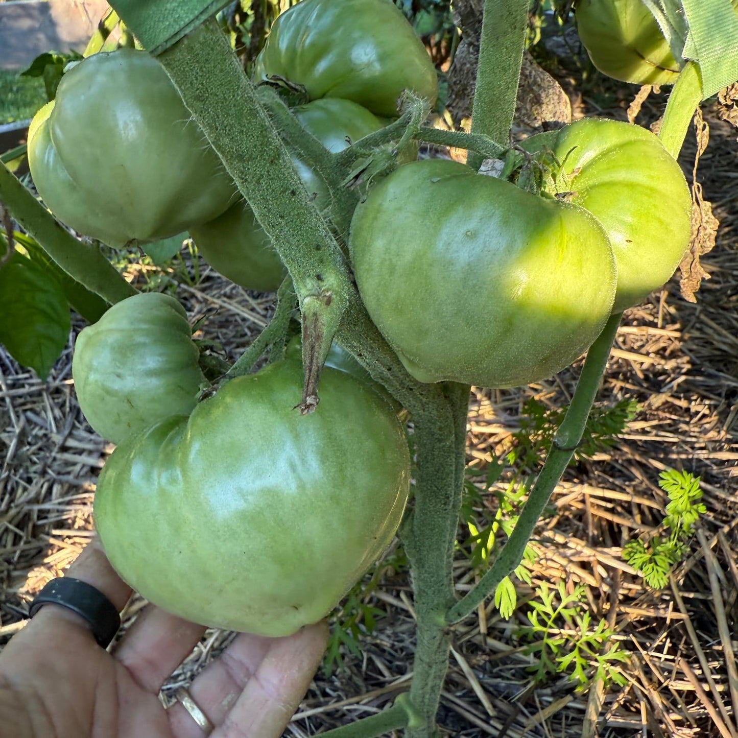 JARSON 1 TRICOLOR TOMATO SEEDS