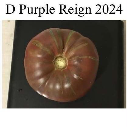 Purple Reign Dwarf Tomato Seeds