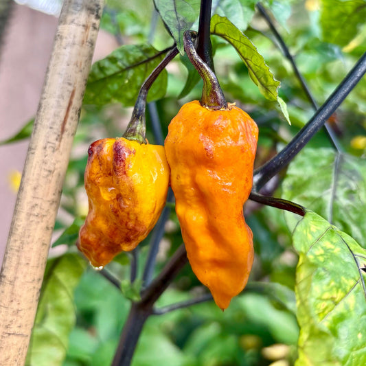 PIMENTA HABANERO PEPPER SEEDS