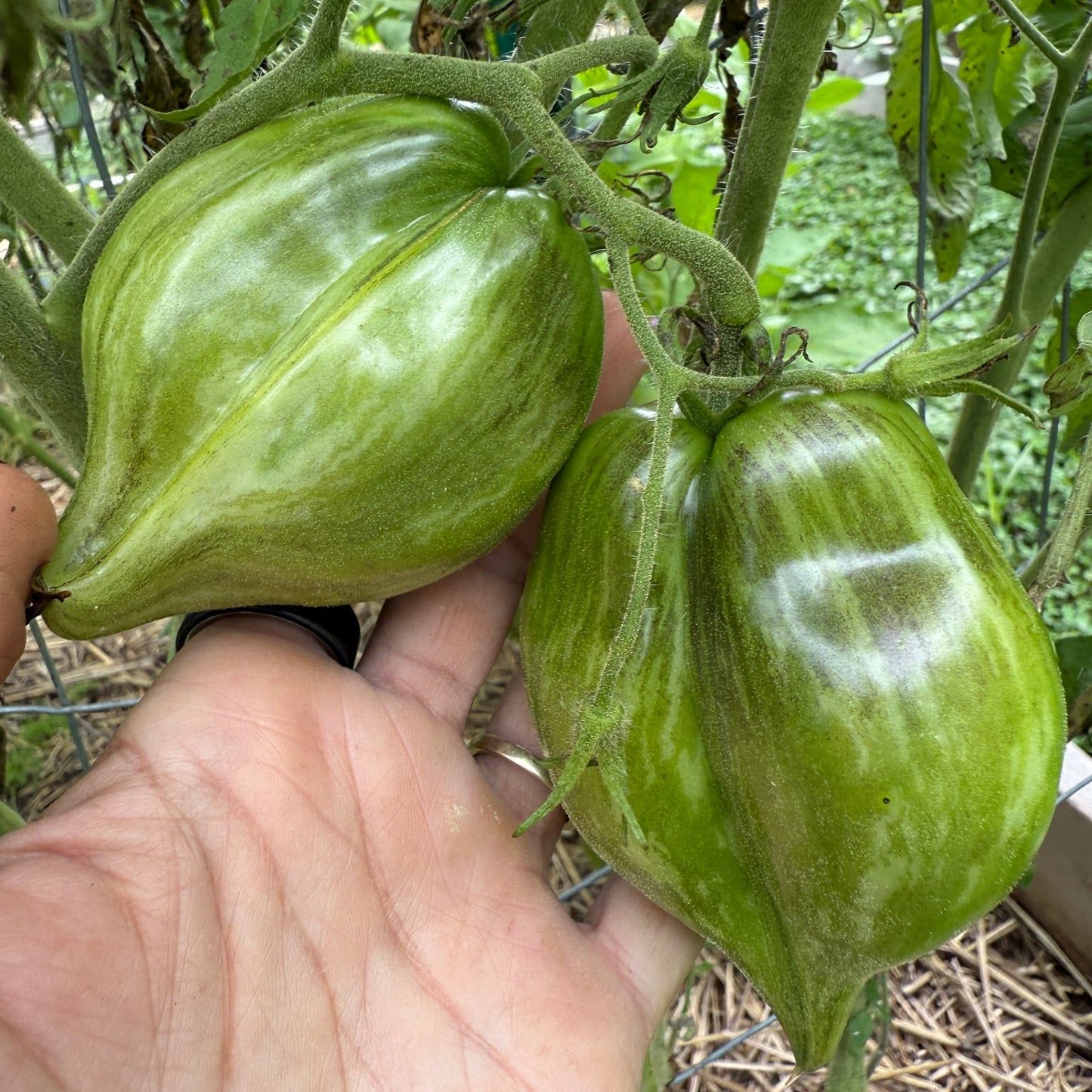 ALICE’S HEART TOMATO SEEDS