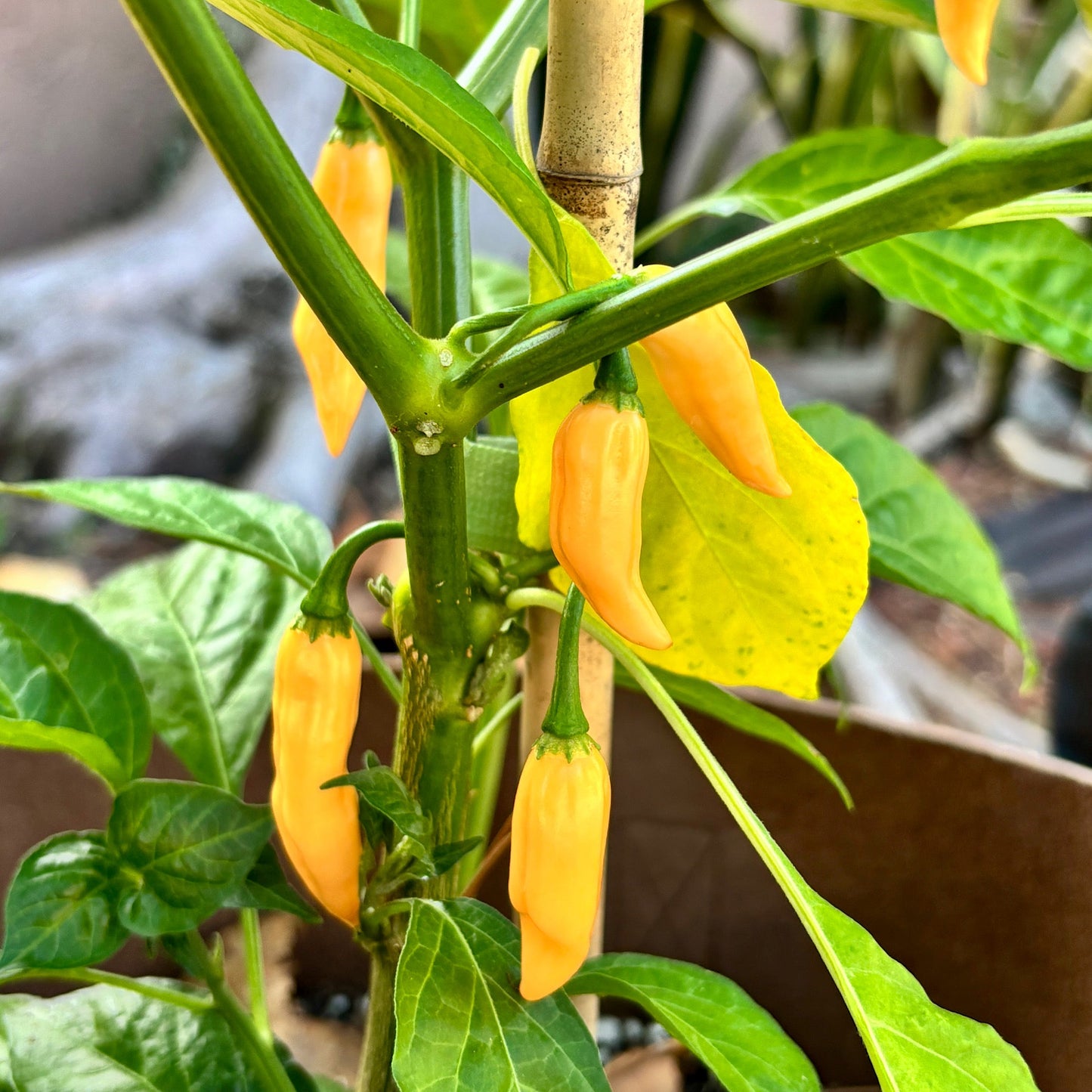 COYOTE ZAN PEACH PEPPER SEEDS