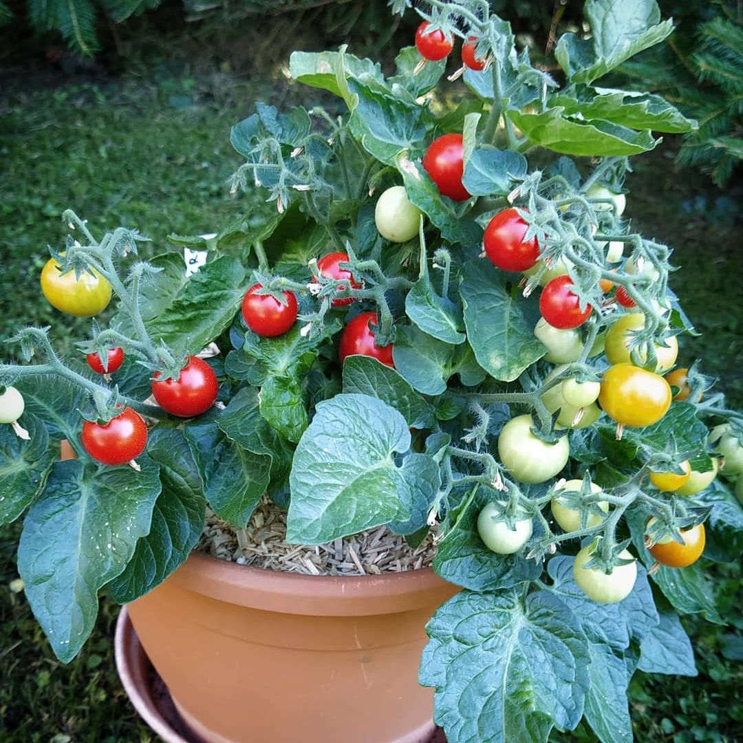 Micro Tomato Sampler