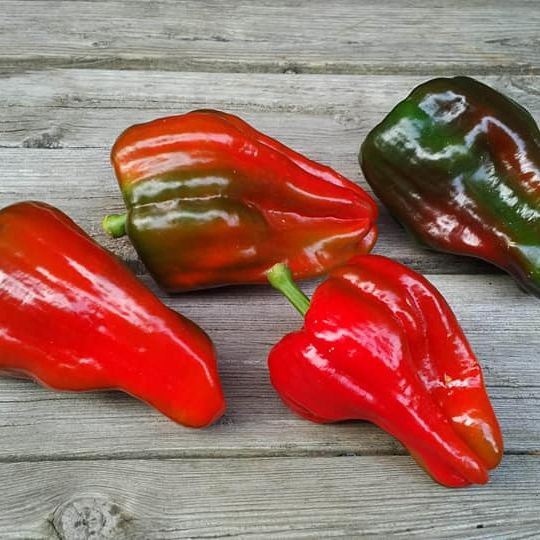 Ausilio Thin Skin Italian Pepper