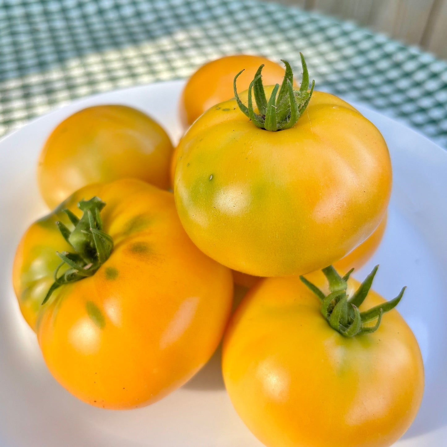 TANAGER DWARF TOMATO SEEDS