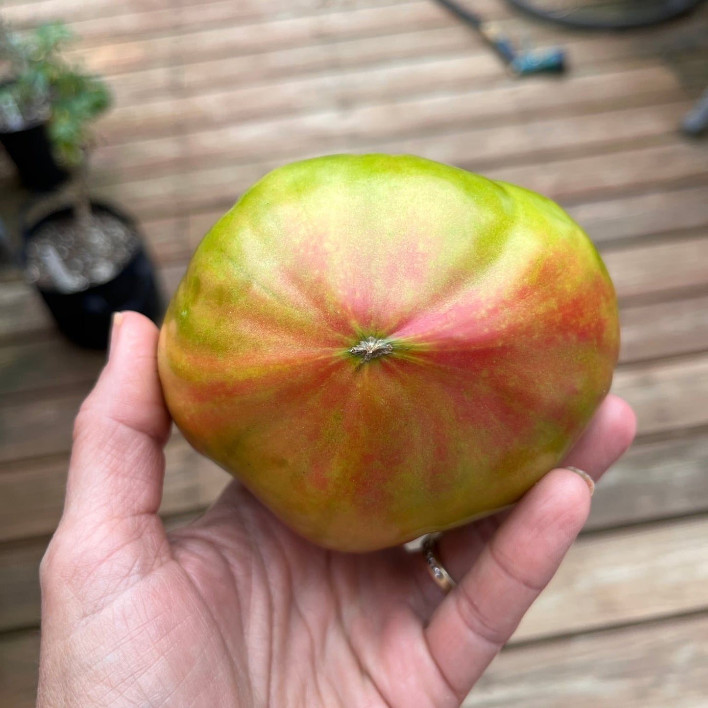 JARSON 1 TRICOLOR TOMATO SEEDS