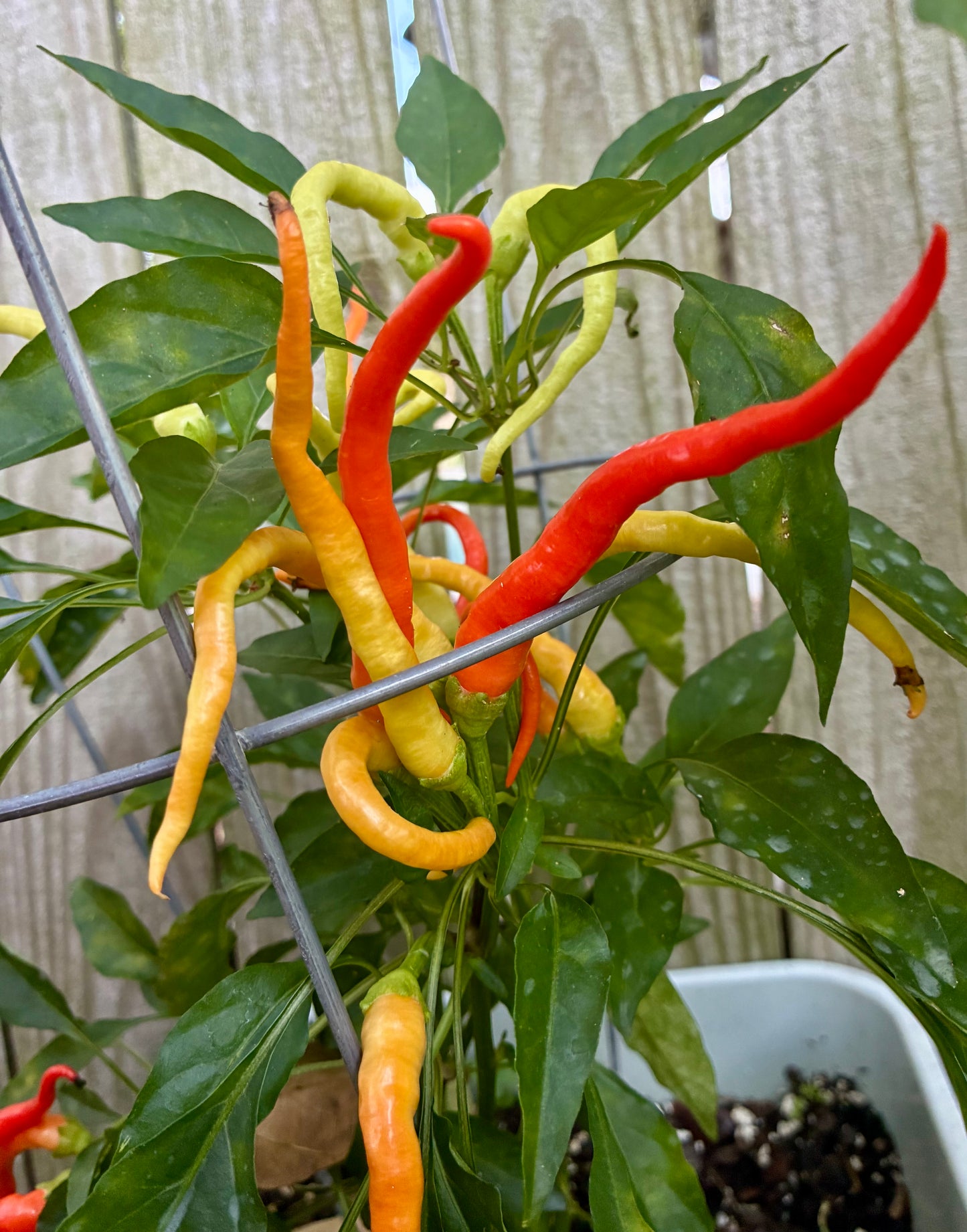 CAYENNE SWEETNESS F2 PEPPER SEEDS