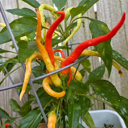 CAYENNE SWEETNESS F2 PEPPER SEEDS