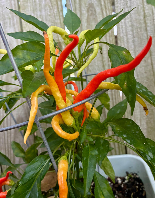 CAYENNE SWEETNESS F2 PEPPER SEEDS