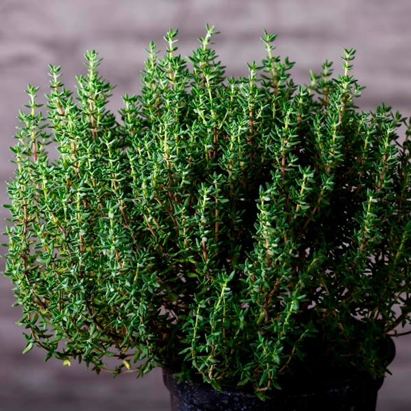 FRENCH THYME HERB SEEDS