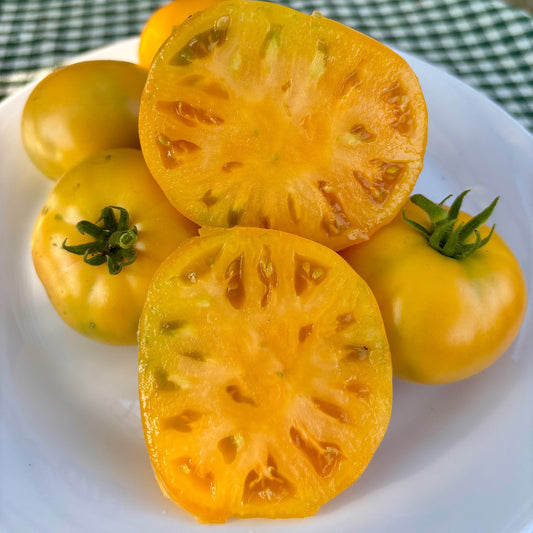 TANAGER DWARF TOMATO SEEDS