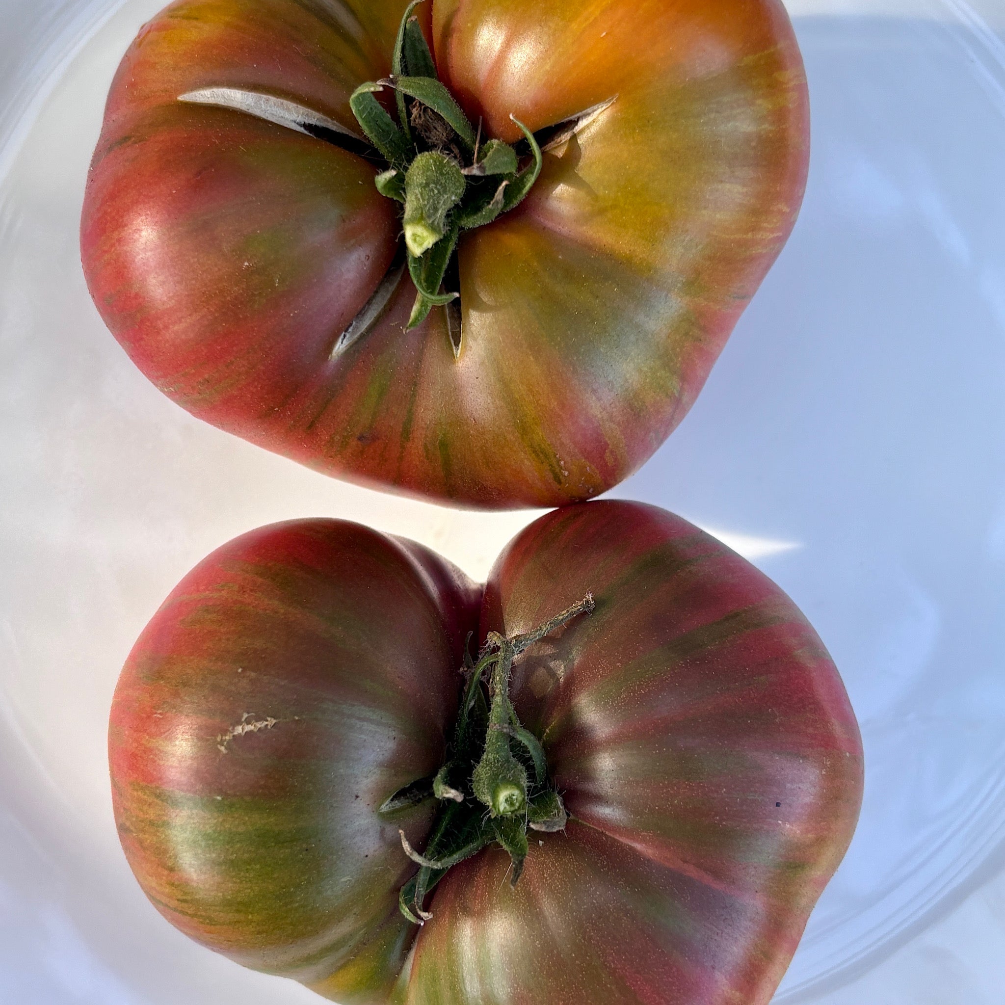 FRED'S TIE DYE DWARF TOMATO – Secret Seed Cartel