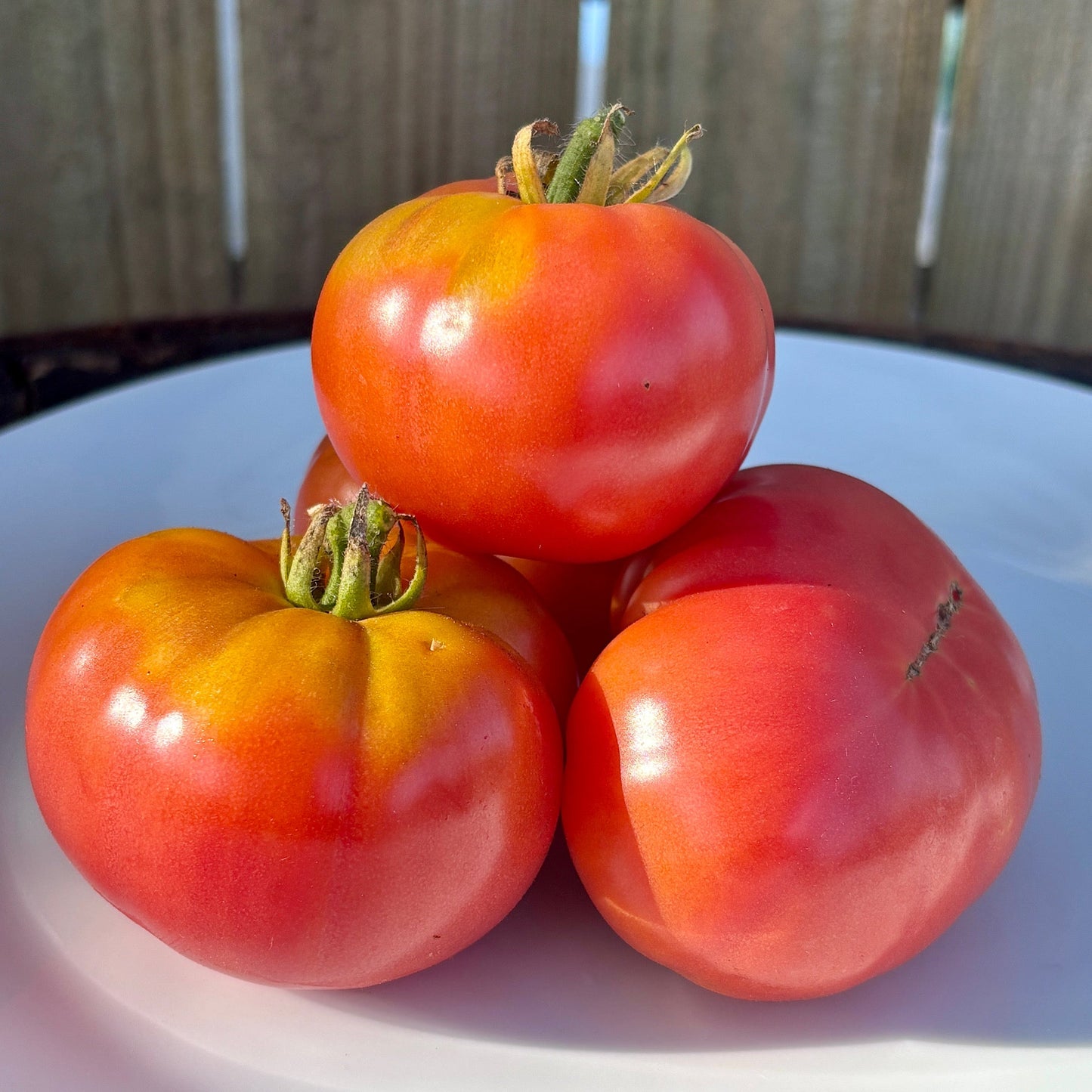 ARCTIC ROSE DWARF TOMATO SEEDS