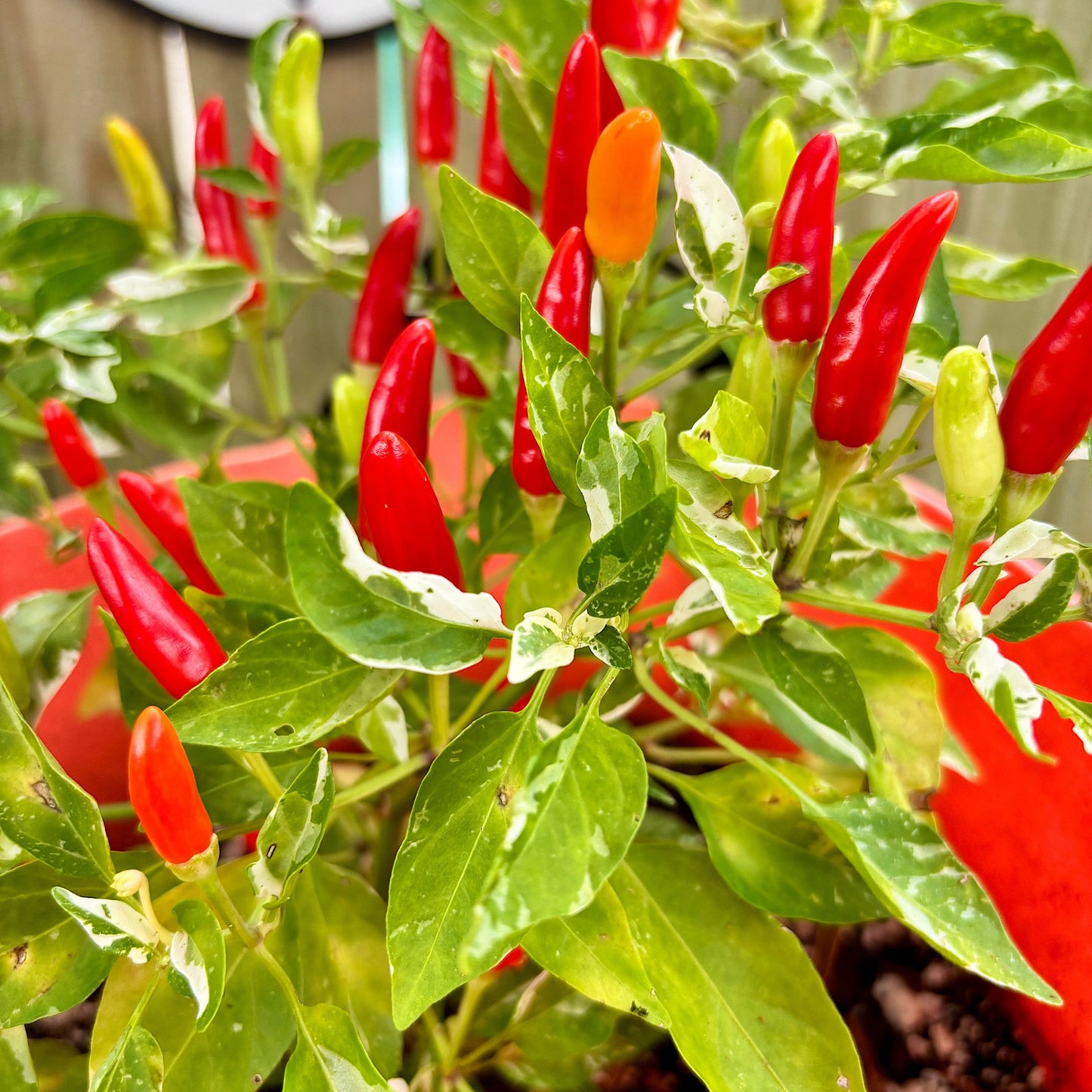 MIDWEST FIESTA ORANGE PEPPER SEEDS