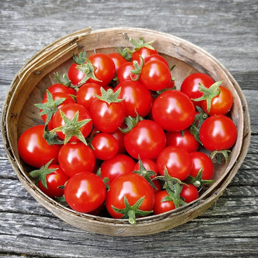 Micro Tomato Sampler