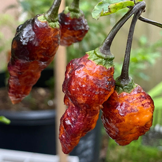 HALLOWS EVE PEPPER SEEDS