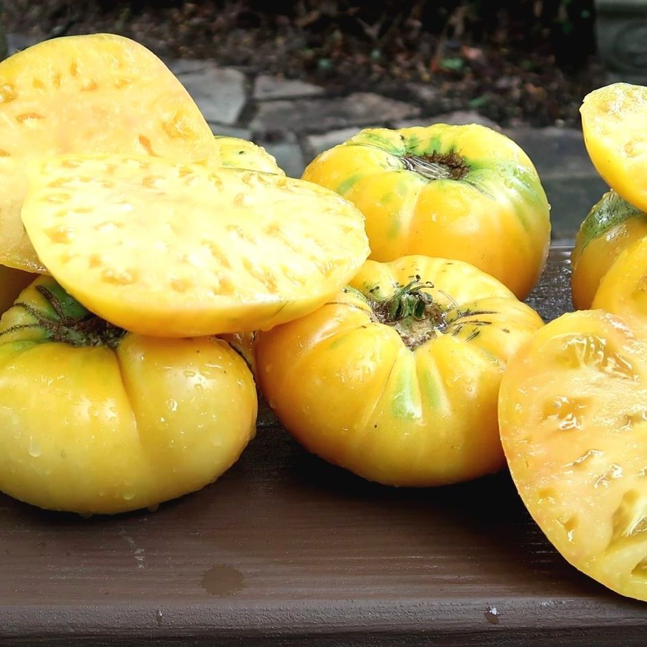 Buckeye Yellow