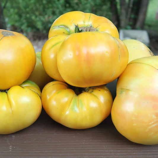 Buckeye Yellow