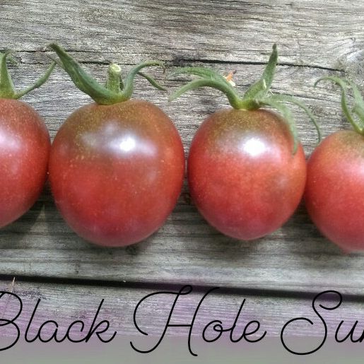 Black Hole Sun