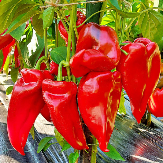 KAPIA PEPPER SEEDS