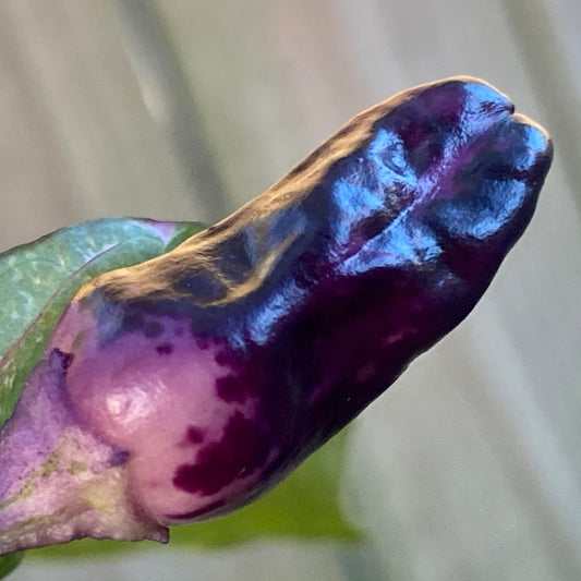 PURPLE TIGER JALAPEÑO PEPPER SEEDS