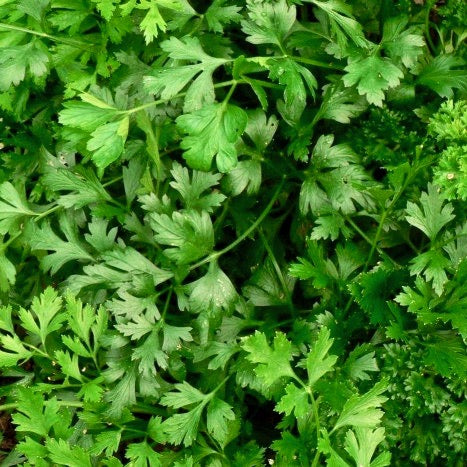 PARSLEY HERB SEEDS DARK GREEN ITALIAN