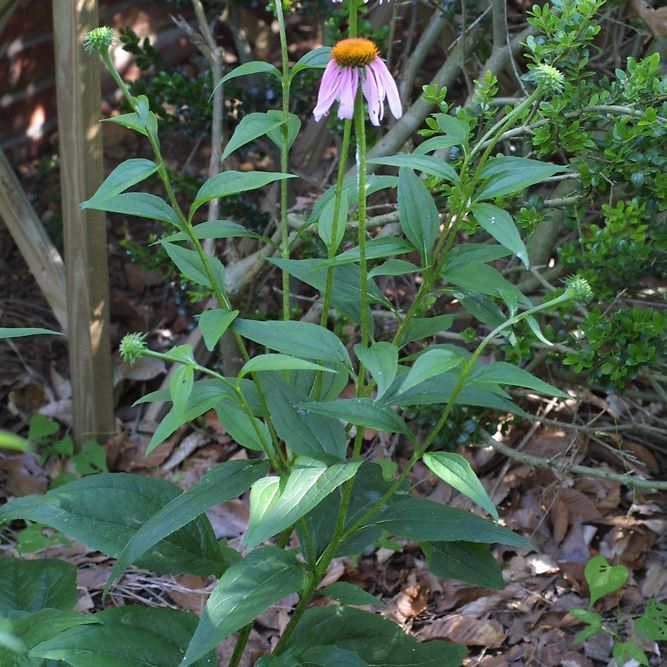 ECHINACEA HERB SEEDS PURPLE CONEFLOWER