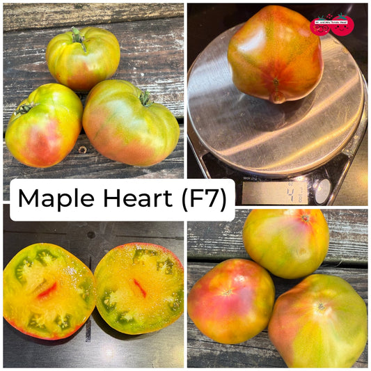 MAPLE HEART TOMATO SEEDS