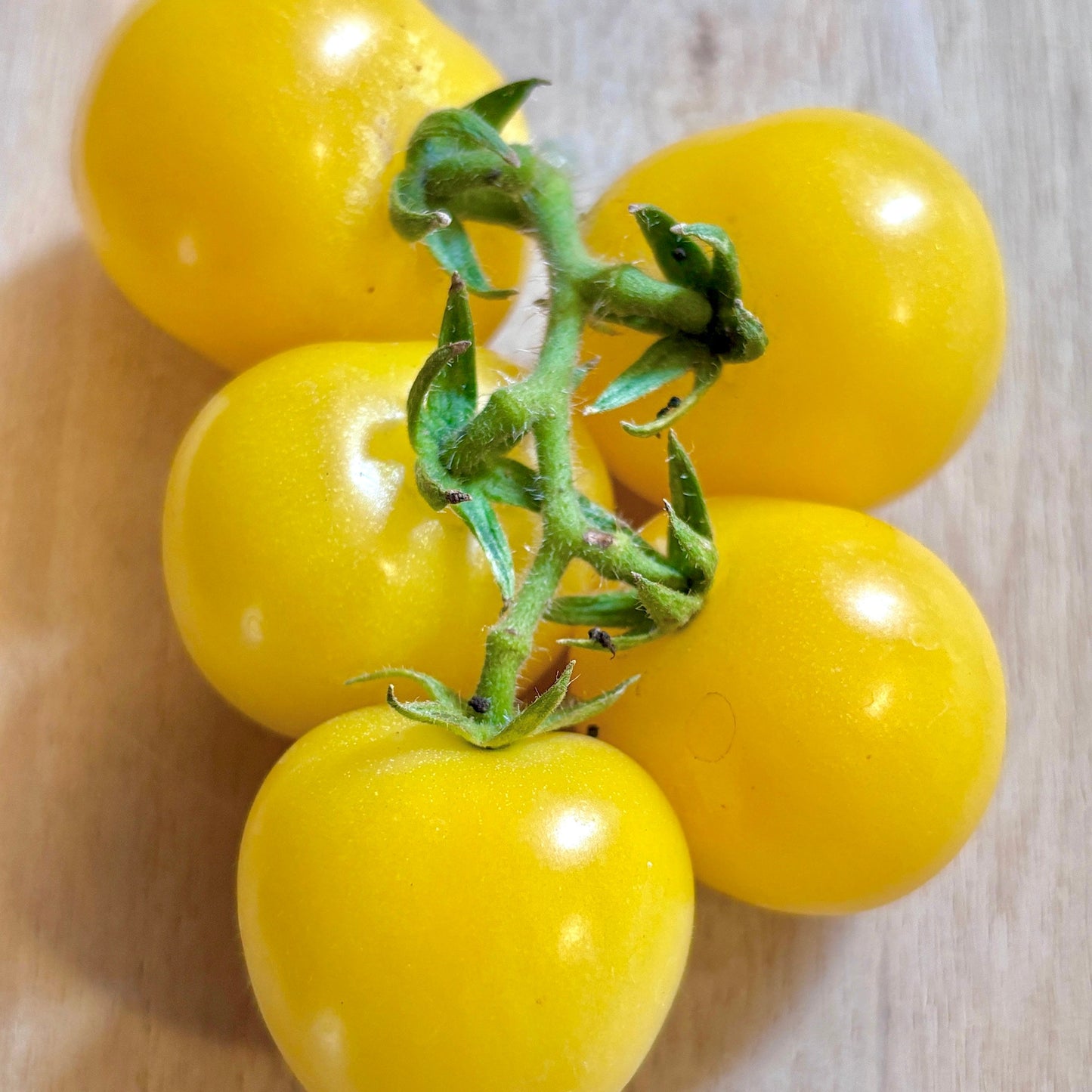 DESERT STAR DWARF TOMATO SEEDS