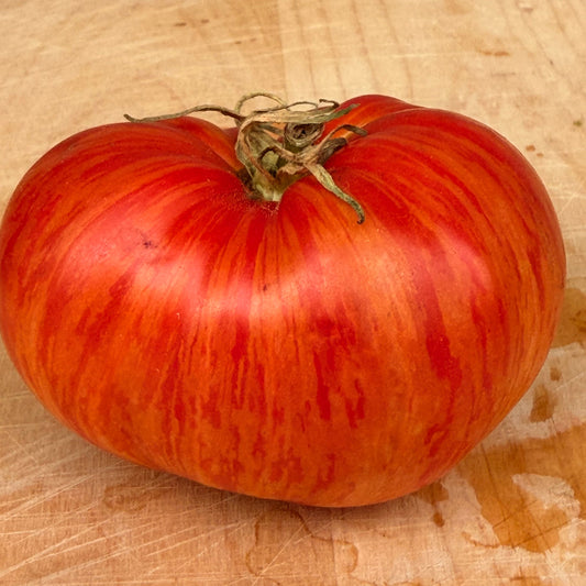 KOZULA 96 TOMATO SEEDS