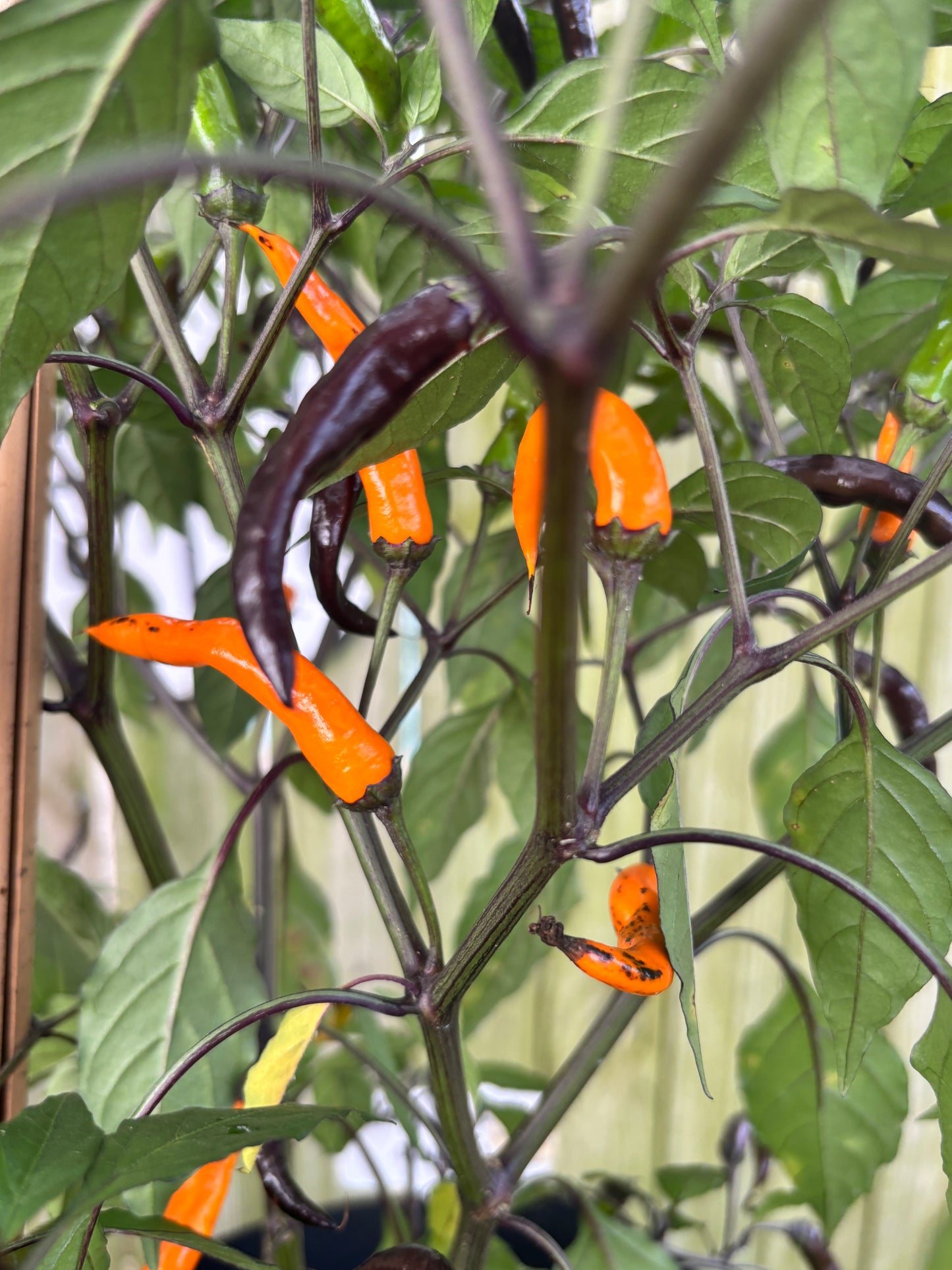 HALLOWEEN BLACK and ORANGE THAI PEPPER