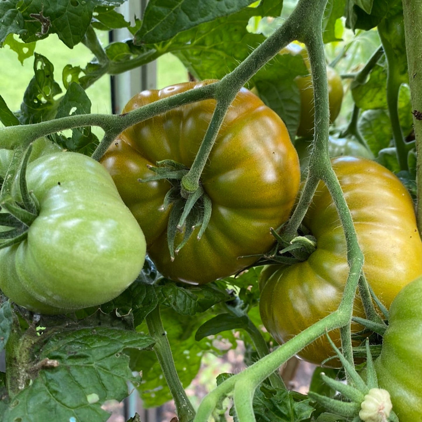 COPPERHEAD DWARF TOMATO SEEDS