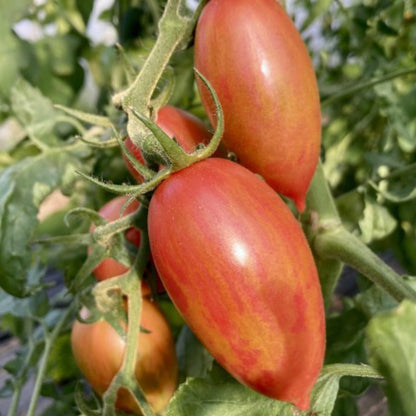 CANDY SWEET ICICLE TOMATO SEEDS