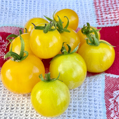 HAHMS GELBE MICRO DWARF TOMATO SEEDS