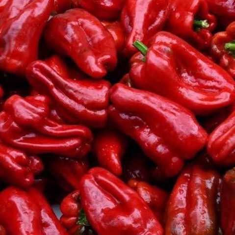 Ausilio Thin Skin Italian Pepper